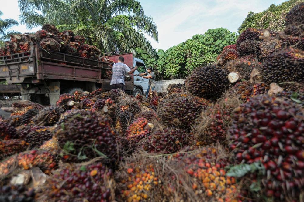 Malaysian Palm Oil Board CPO To Trade At RM4 000 RM4 200 Per Tonne In