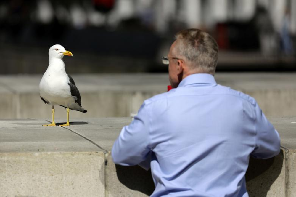 Seagull steals snacks from UK supermarket estimated to be worth more than RM1,000 (VIDEO)