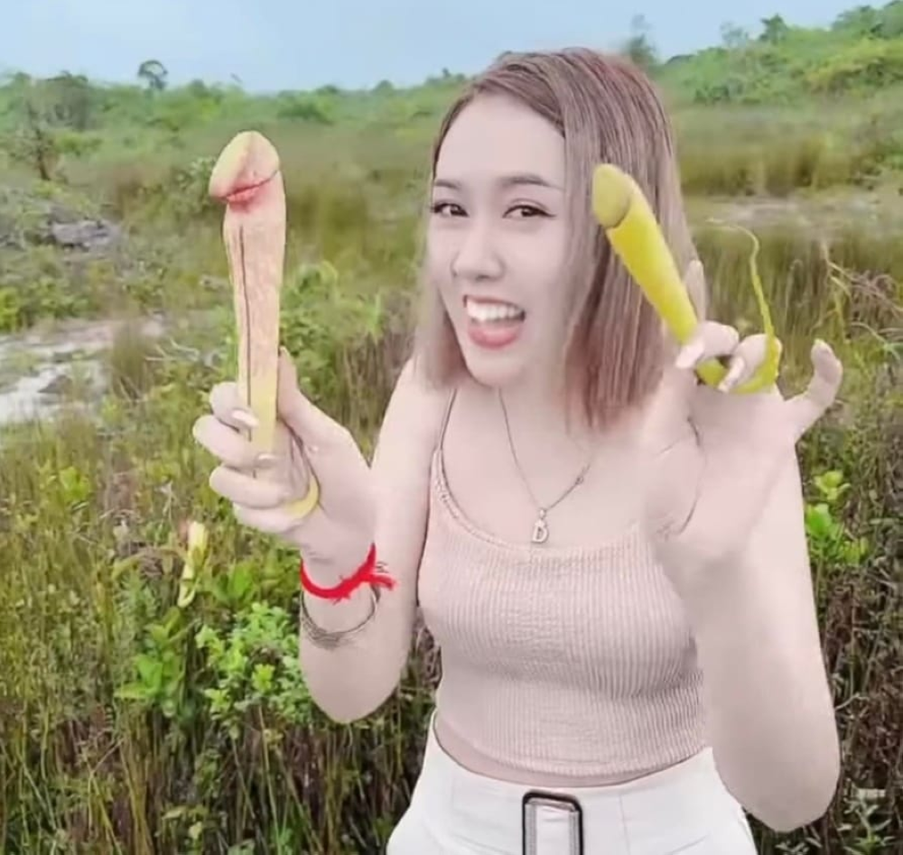 Fearing extinction, Cambodian government appeals to tourists to stop picking phallic looking pitcher plant