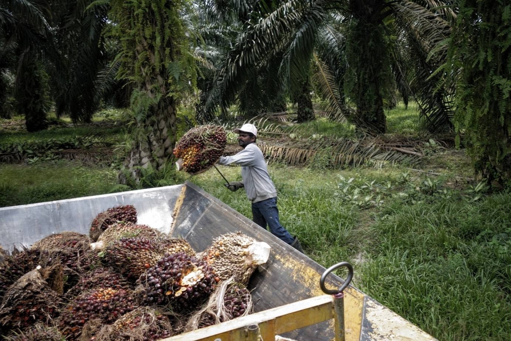 RHB IB neutral on plantation sector as Indonesia to lift palm oil ban