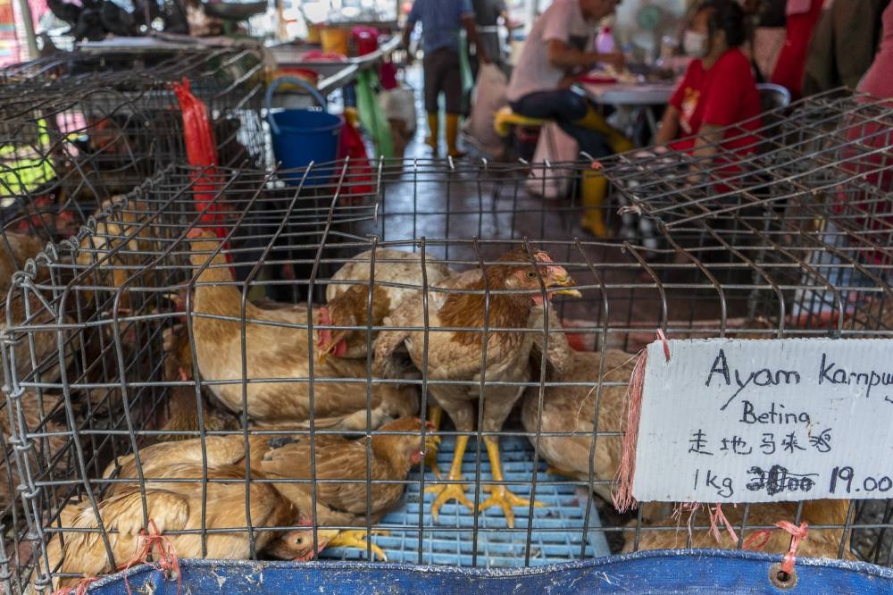 Chickens are seen at the Jalan Pudu market in Kuala Lumpur on May 17, 2022. Chicken prices have risen by over 14 per cent, according to the DOSM. — Picture by Shafwan Zaidon