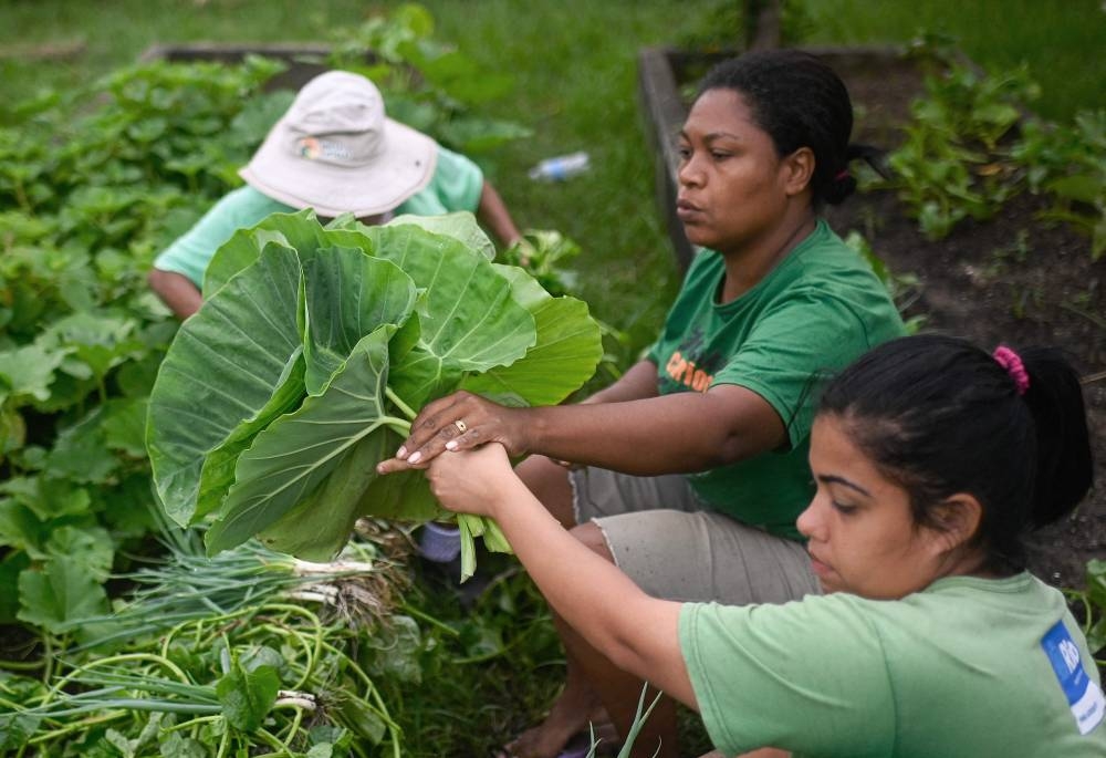 Rio's urban gardens produce healthy food for the poor