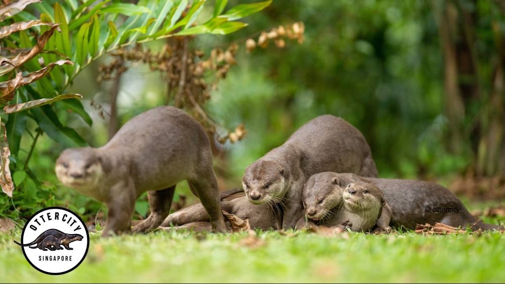 Despite losing pet koi to killer otters, family in Singapore still escorts them to safety 