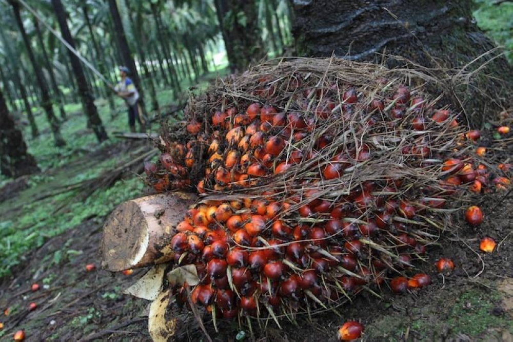 Indonesia halted exports of palm oil from April 28 in an attempt to bring down soaring local prices of cooking oil, rattling global edible oil markets already struggling with sunflower oil supply shortages due to the war in Ukraine. — Reuters pic