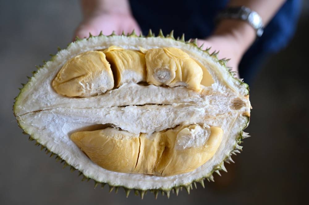 A worker holds up durian fruit at the Top Fruit farm in Batu Pahat, Johor April 26, 2022. — AFP pic