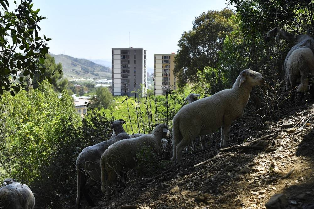 Barcelona recruits sheep, goats to fight wildfires