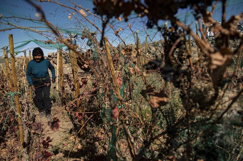 'Kind of complicated': Growing grapes in the world's driest desert