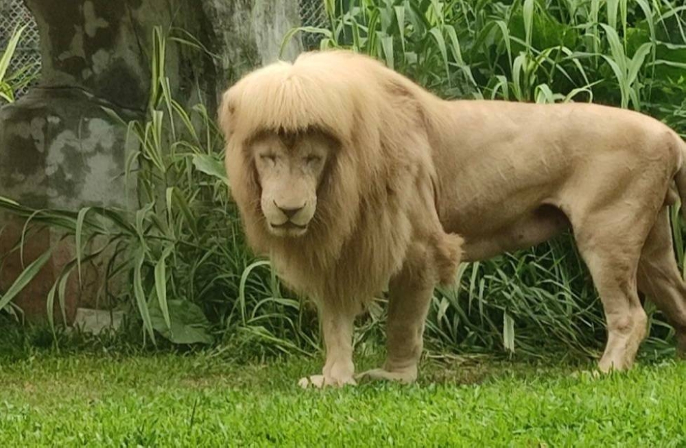 Lion in China zoo turns heads for sporting bangs, goes viral as keepers deny giving it a haircut