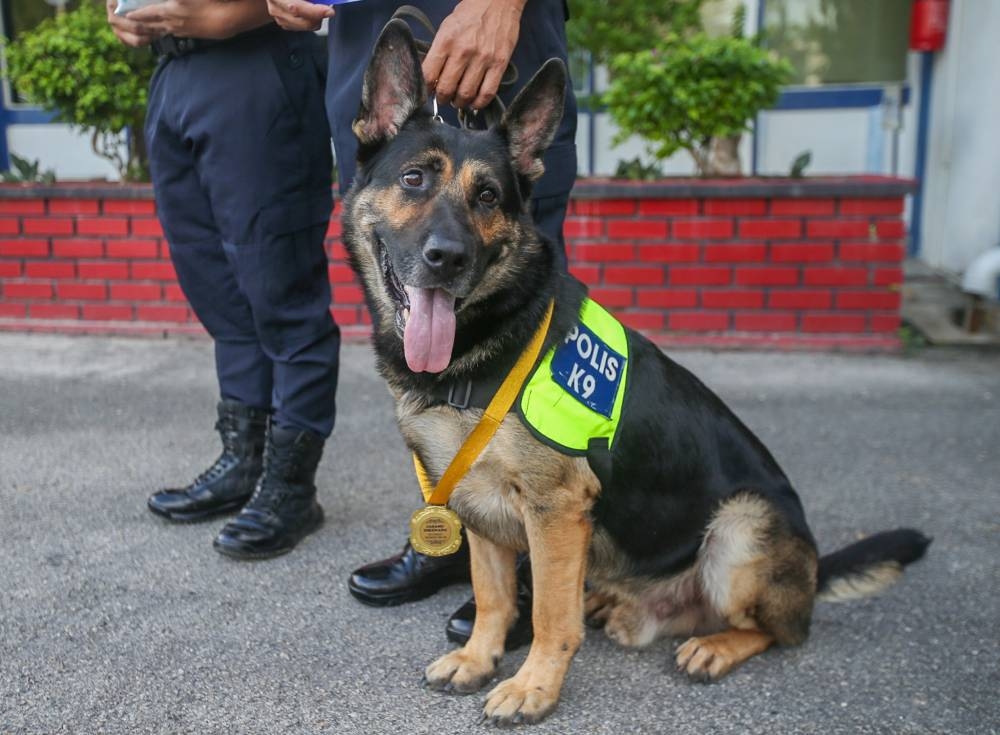 Batu Gajah police honour German Shepherd with medal, kibbles for locating missing senior citizen