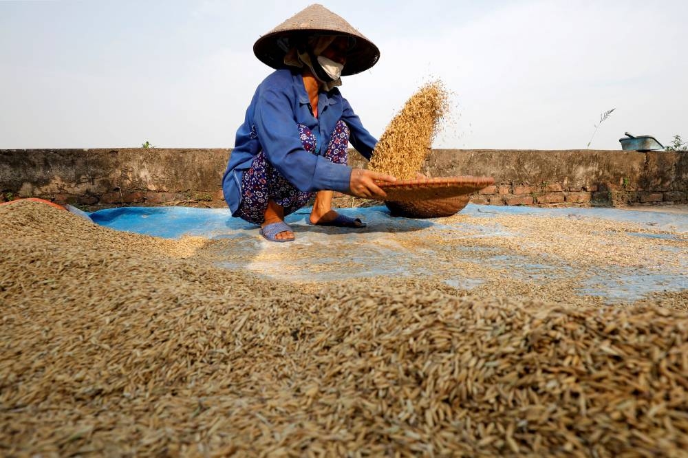 Sri Lanka appeals for farmers to plant more rice as food shortage looms