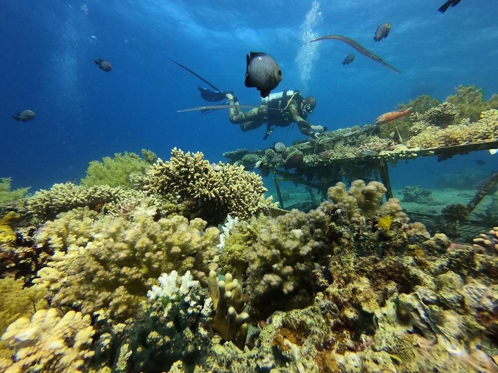 Listening to the sound coral reefs make could be a way to monitor their health