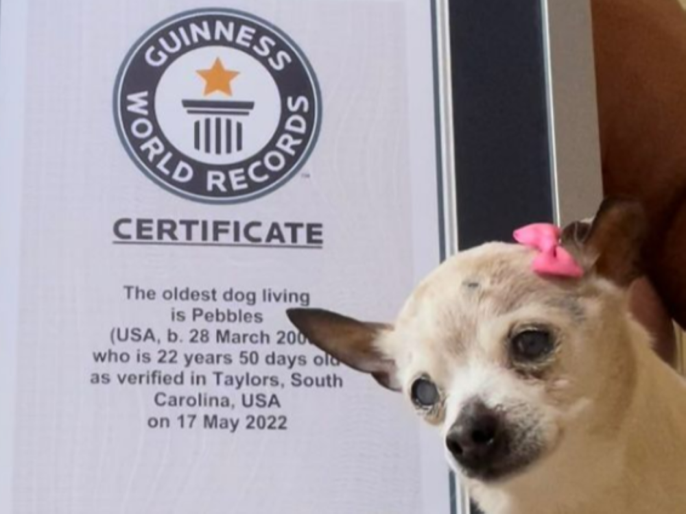 Pebbles, a small 22-year-old toy fox terrier is now the worlds ‘oldest living dog’ (VIDEO)