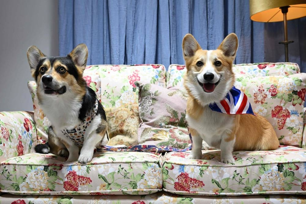 Cuddles with corgis to celebrate the queen’s favourite dogs