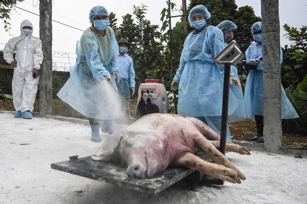 Vietnam develops new African swine fever vaccine, says official