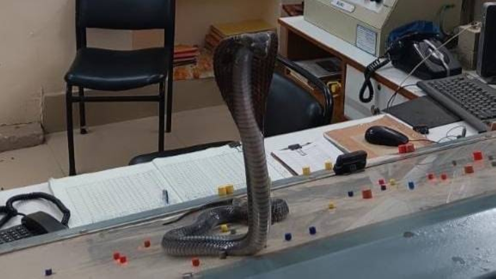 Like a boss! Six-foot cobra takes over railway worker's desk in India