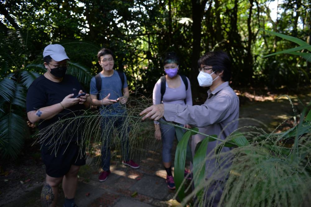 Connecting with nature through culture: ImagiNasi explores edible plants in the wild