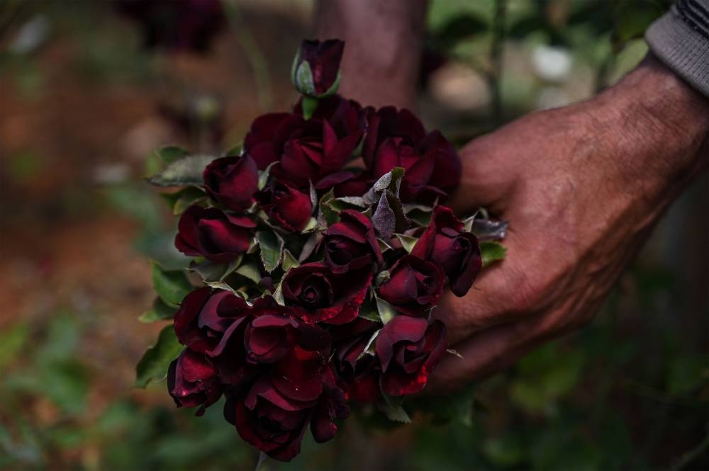 Turkey black rose producers chase sweet smell of success