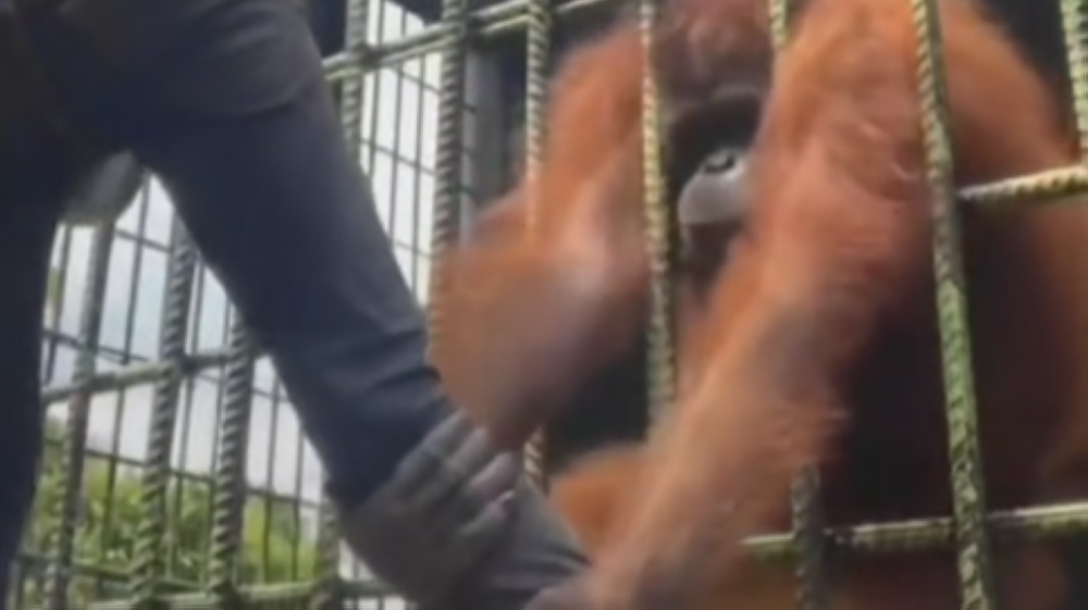 Young trespasser struggling to escape grip of orangutan in Indonesia goes viral on TikTok (VIDEO)