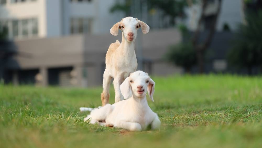 Visitors to goat ranch in Japan get free admission if they lull kid goats to sleep