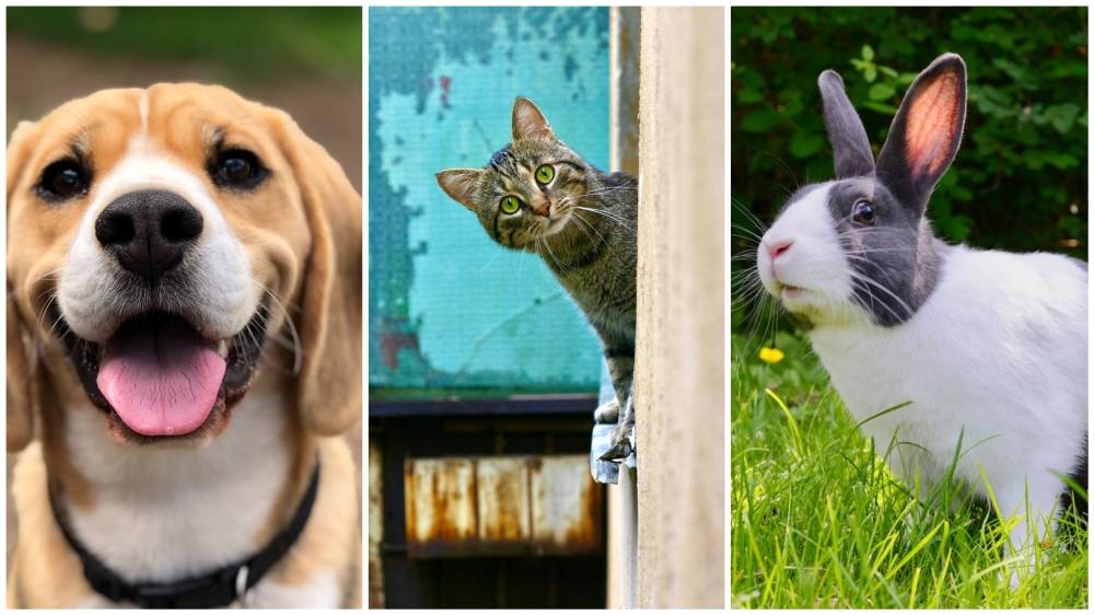 New York passes bill banning the sale of commercially-bred dogs, cats, rabbits at pet stores