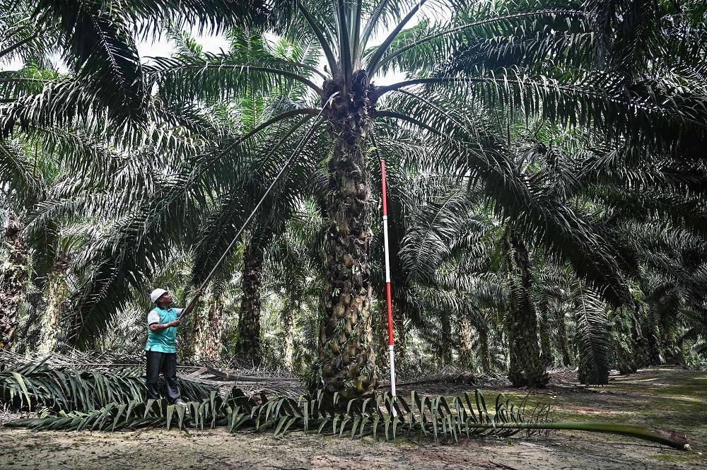 Malaysian Palm Oil Board: CPO stocks decline 7.03pc in May 2022