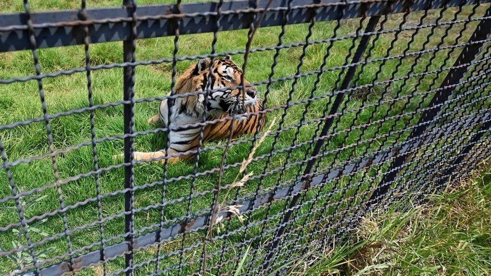 Far from home, new chance in Mexico for Frida the rescued 'pet' tiger