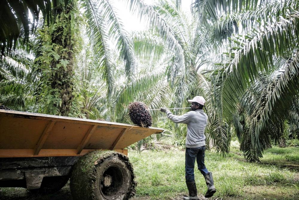 Malaysia lacks at least 1.2 million workers across manufacturing, plantation and construction, a shortage worsening daily as demand grows with an easing of the pandemic, industry and government data show. —  Picture by Shafwan Zaidon