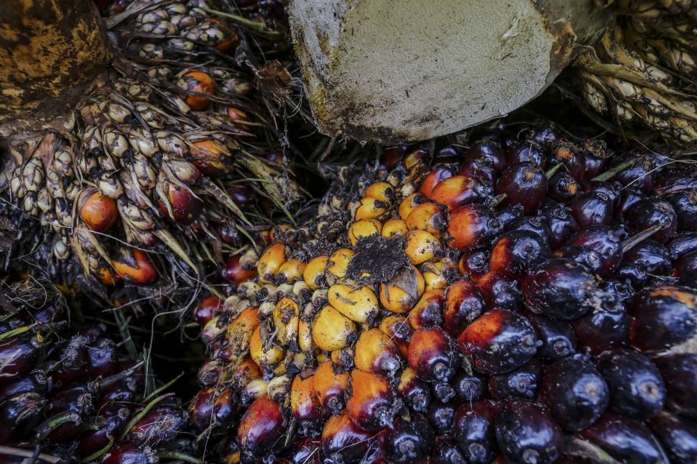 MIDF Research also highlighted that Malaysia’s palm oil production had dipped, with the overall CPO production at 1.46 million tonnes versus 1.57 million tonnes in the previous year, mainly due to lower contribution from all states. — Picture by Firdaus Latif