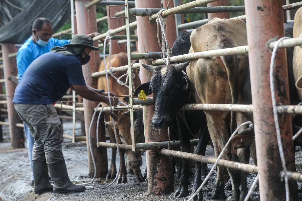 The sacrificial rites on Aidiladha, which will be celebrated next month, is allowed to be performed in Negri Sembilan. — Picture by Farhan Najib