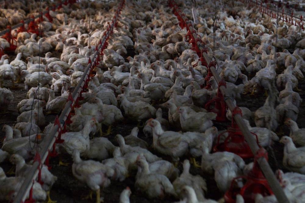 Livestock farmers’ associations expect chicken prices to exceed RM10 per kg