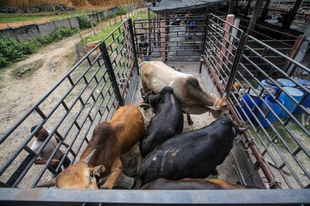 DVS: Aidiladha cattle shortage expected to be resolved soon