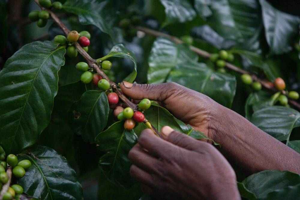 How coffee is saving a unique Mozambican forest