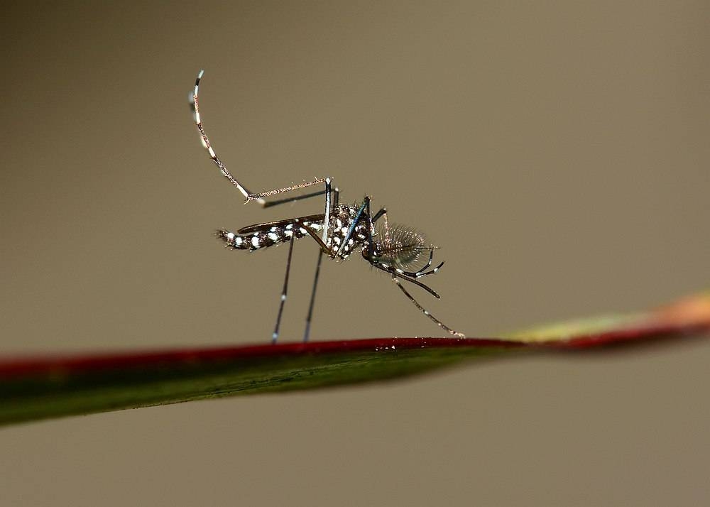 Dengue cases on the rise in first six months in Sarawak