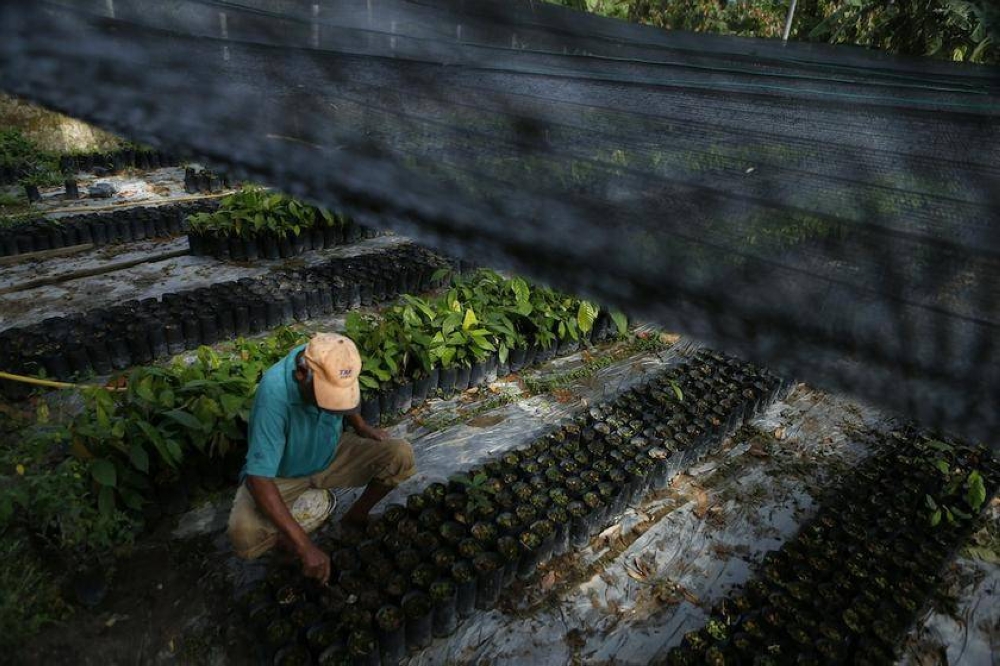 A worker is seen at a cocoa farm in Klang October 7, 2013. — Reuters pic