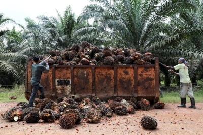 Indonesian palm oil workers to arrive in Malaysia after bureaucratic ...