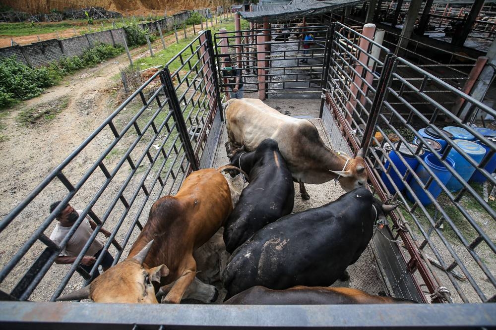 Kelantan Islamic Religious and Malay Customs Council president Tengku Tan Sri Mohamad Rizam Tengku Abdul Aziz said Muslims in Kelantan are allowed to perform animal sacrificial rites in conjunction with Aidiladha this year without additional standard operating procedures. — Picture by Farhan Najib