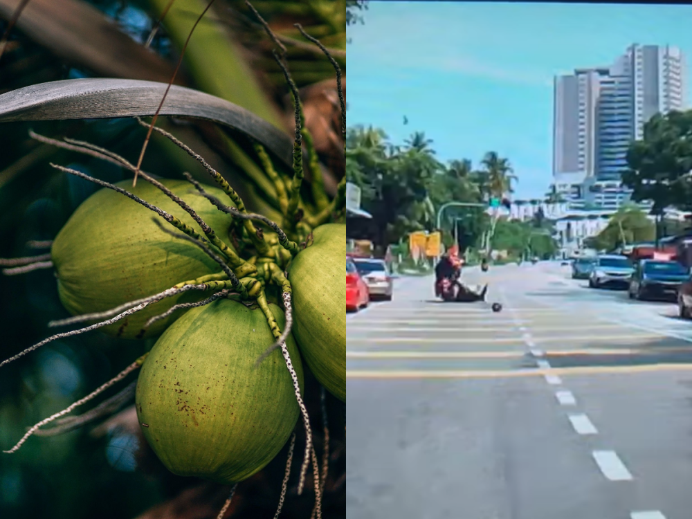 Penang city council removes 11 ‘risky’ roadside coconut trees after freak accident (VIDEO)