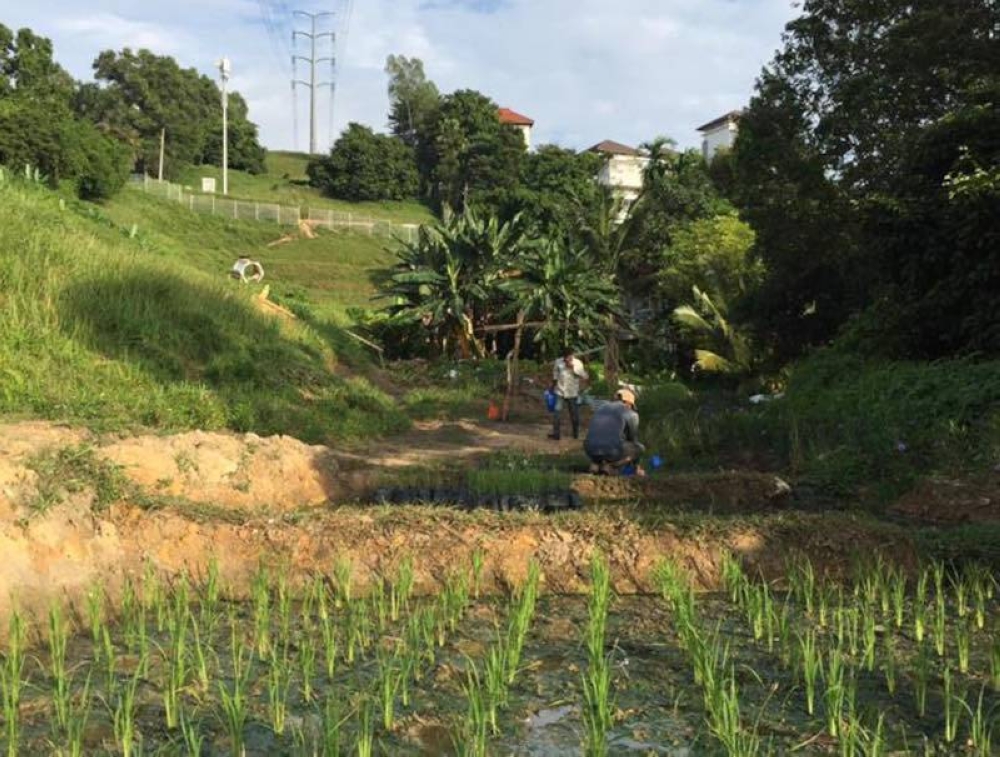 Land and Mines Office insists Kebun-Kebun Bangsar eviction justified due to breaches, complaints