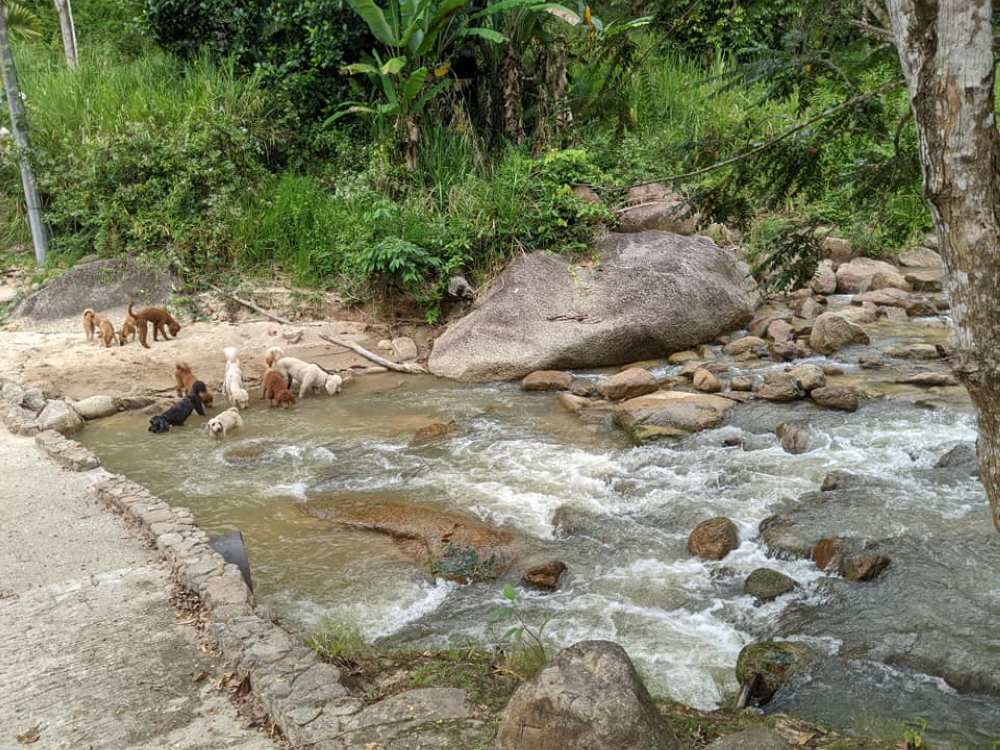 Organic farmer in Pahang uses farm as half-way home for rescued strays