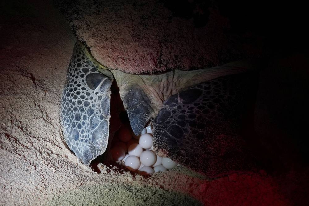 A green sea turtle lays eggs on the beach in Guanahacabibes Peninsula, Cuba, June 27, 2022. — Reuters pic