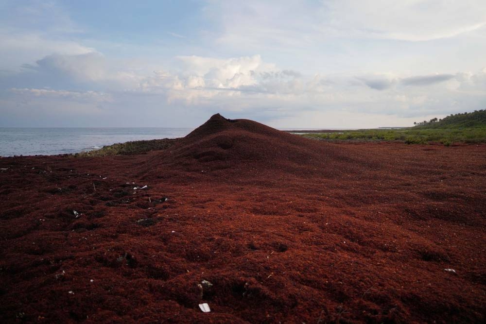 Sargassum seaweed piles up on the seashore in Guanahacabibes Peninsula, Cuba, June 27, 2022. — Reuters pic