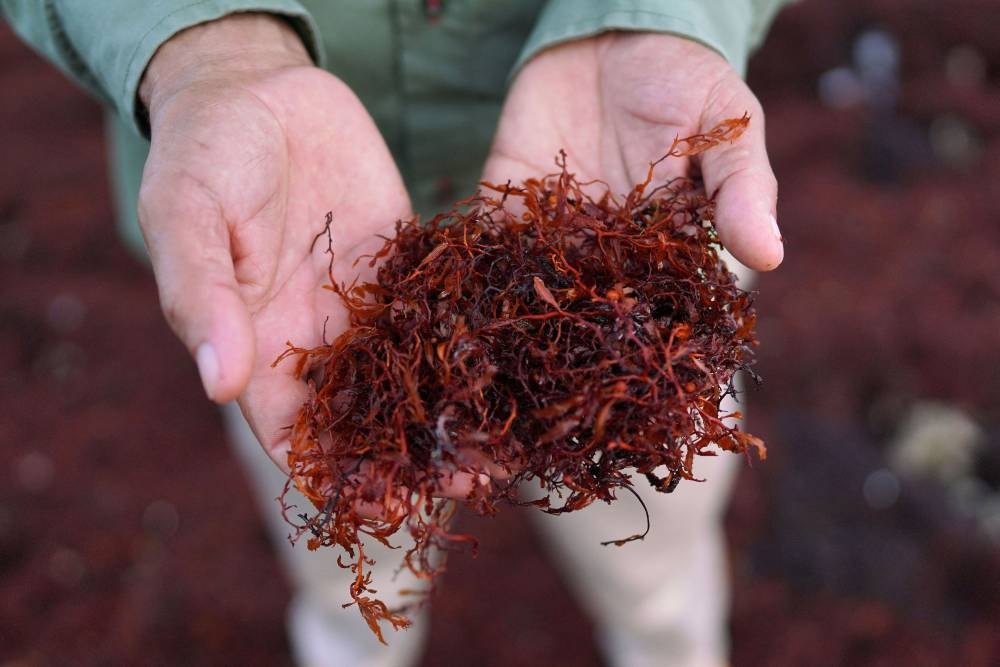 Park guard Roberto Varella shows sargassum seaweed that has piled up on the seashore in Guanahacabibes Peninsula, Cuba, June 27, 2022. — Reuters pic