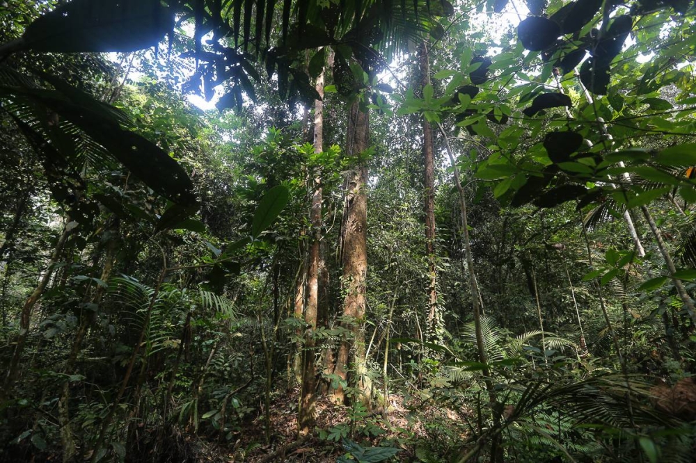 According to ‘The Straits Times’, the project in the 10-million-year-old rainforest was sized at 19ha, just below the 20ha limit that would trigger the requirement for it to provide the Department of Environment with an EIA for approval. — Picture by Yusof Mat Isa