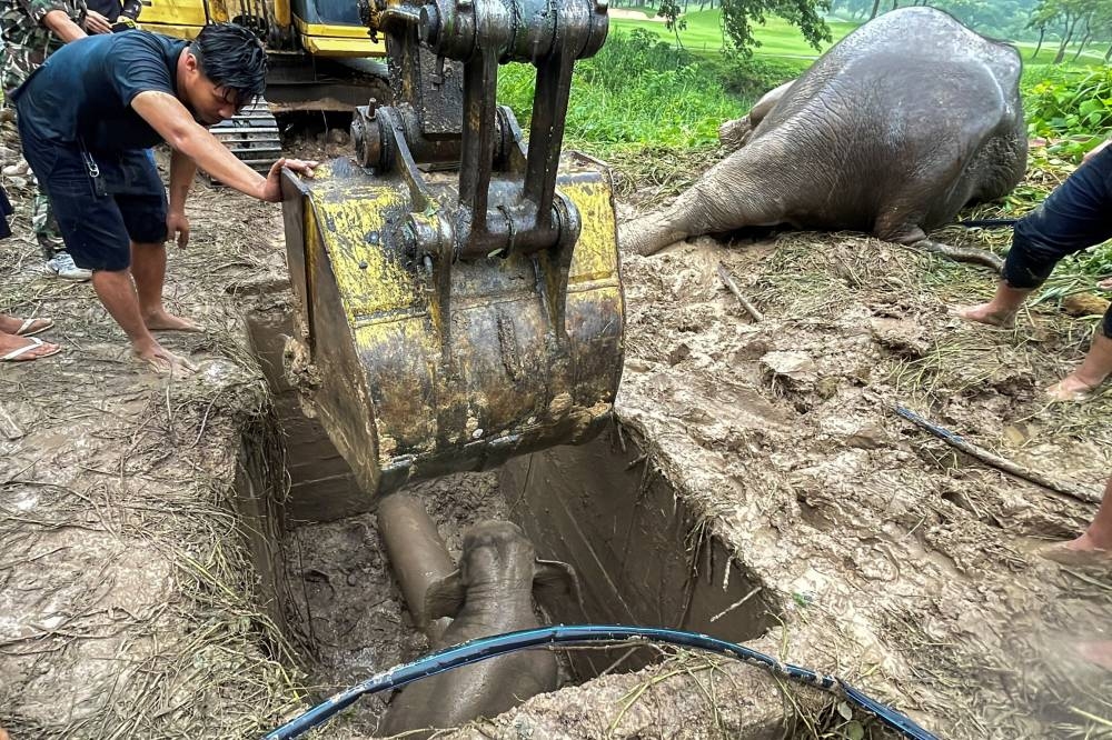 Rescue workers use an excavator as they rescue an elephant calf after it fell into a manhole in Khao Yai National Park, Nakhon Nayok province, Thailand, July 13, 2022. — Reuters pic