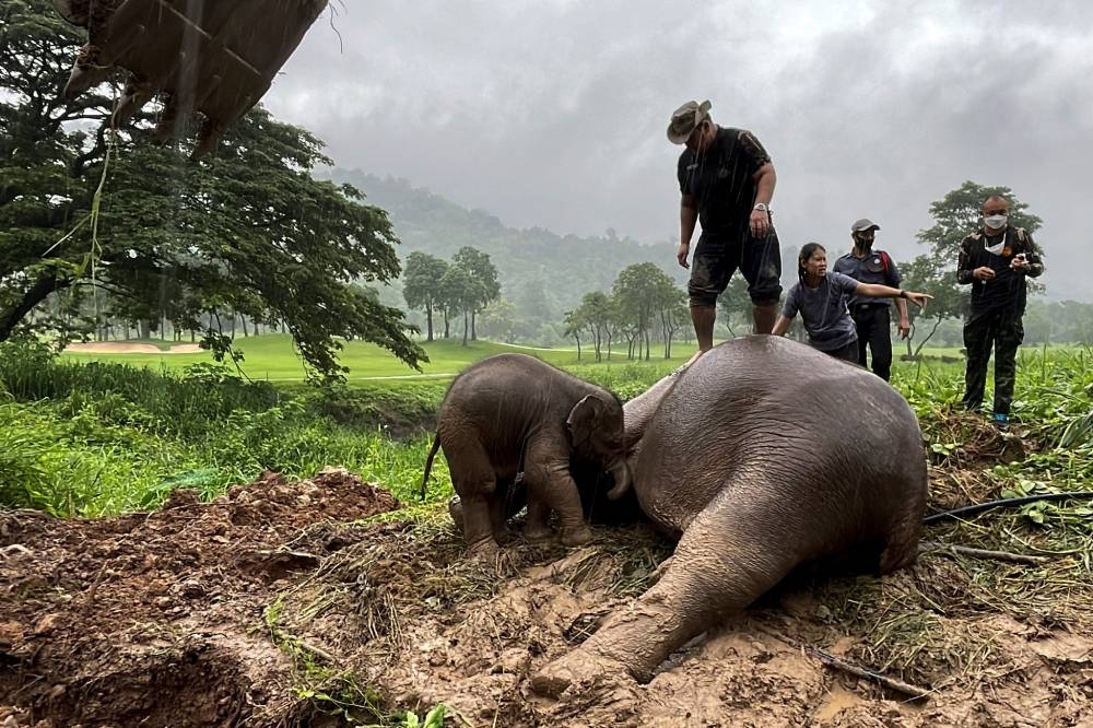 Rescue workers perform CPR for a mother elephant after it fell into a manhole in Khao Yai National Park, Nakhon Nayok province, Thailand, July 13, 2022. — Reuters pic