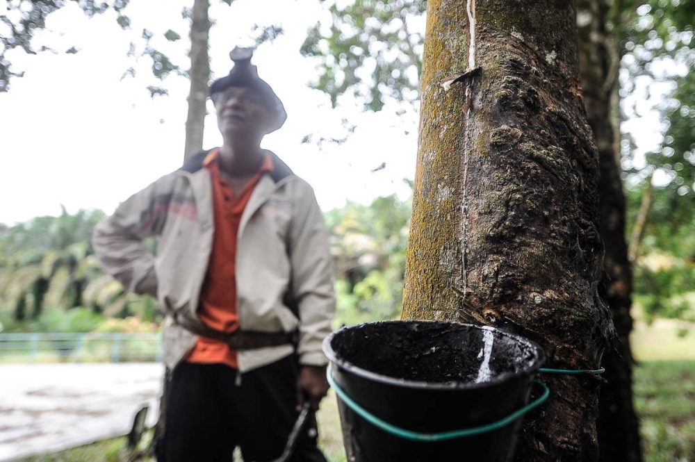 According to the Department of Statistics Malaysia, Malaysia’s natural rubber (NR) production decreased by 6.3 per cent to 21,073 tonnes in May 2022 compared with 22,498 tonnes in April. ― Picture by Shafwan Zaidon