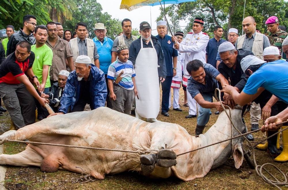 File pictue shows Sultan of Kelantan Sultan Muhammad V preparing to slaughter a cow in conjunction with Aidiladha in Kota Baru August 12, 2019. — Bernama pic