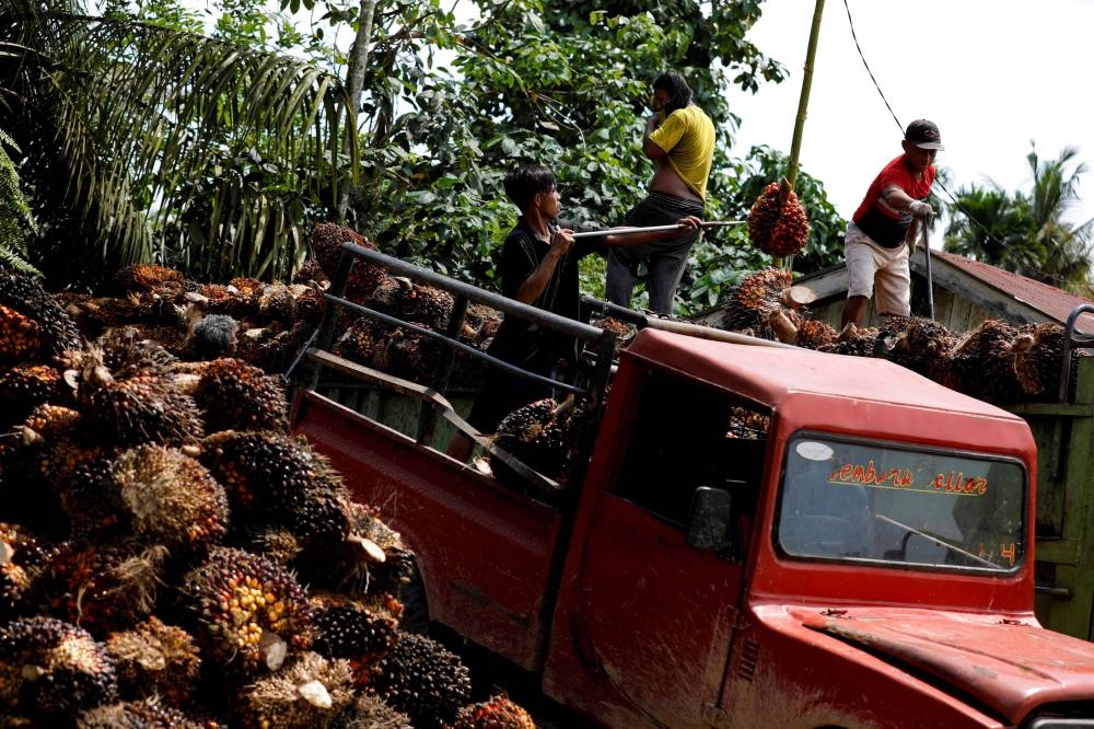 The physical CPO price for July South dropped RM50 to RM3,950 a tonne from yesterday’s RM4,000 a tonne. — Reuters pic