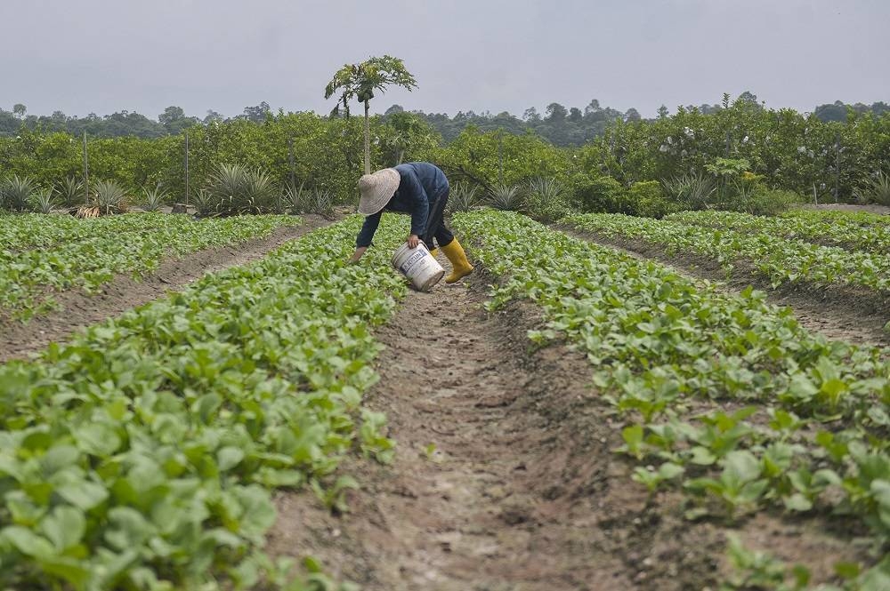 A worker is pictured at a vegetable farm in Kapar November 3, 2020. — Picture by Miera Zulyana