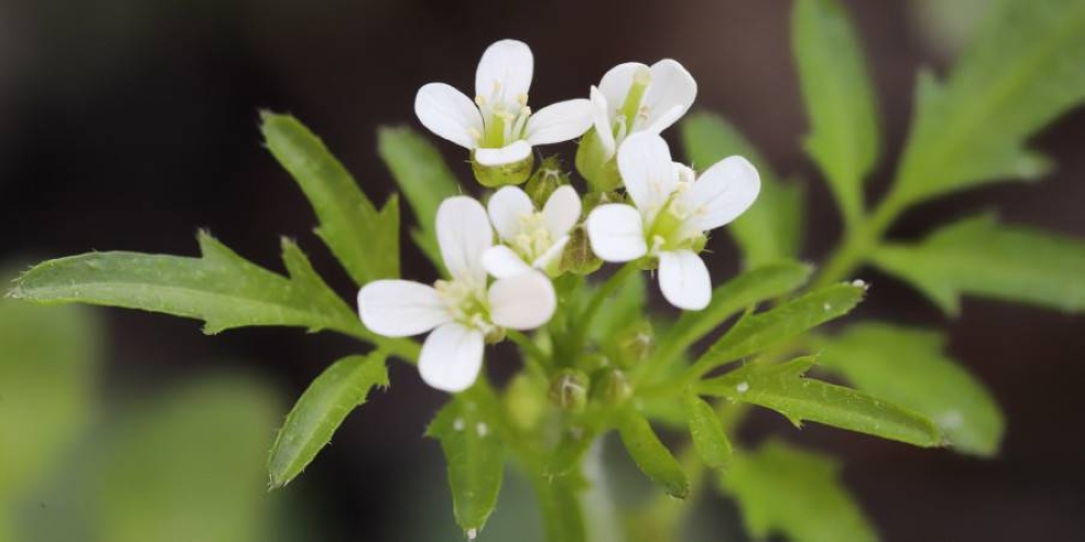 Plant Bikkia species